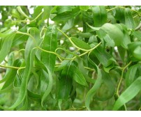 Salix Matsudana Tortuosa - diametru 8/10, inaltime 3m